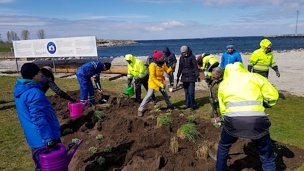 A volunteer flower planting action took place in Tallinn cruise area