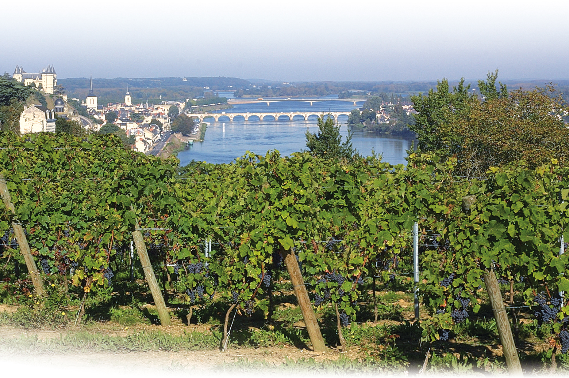 Loire Vineyard